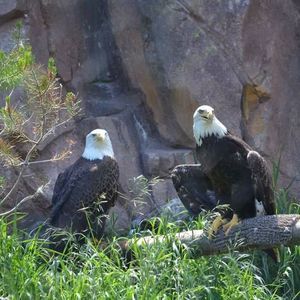 Meet your Posher, Ben